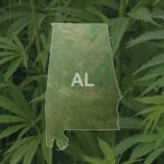 cannabis clones in alabama