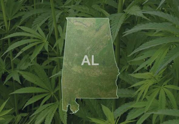 cannabis clones in alabama