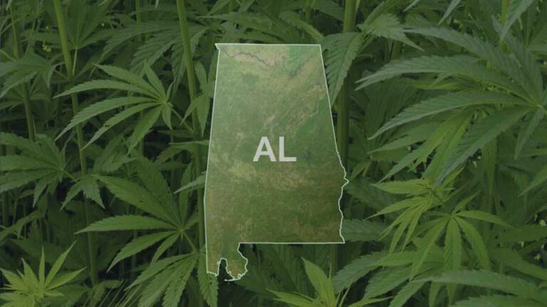 cannabis clones in alabama